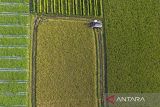 Foto udara petani memanen padi menggunakan mesin Combine Harvester di Desa Rawadalem, Balongan, Indramayu, Jawa Barat, Senin (5/5/2025). Badan Pusat Statistik (BPS) memperkirakan produksi padi pada periode Januari-Juni 2025 mencapai 32,57 juta ton gabah Kering Giling (GKG) atau meningkat 3,27 juta ton dibanding periode yang sama pada tahun 2024. ANTARA FOTO/Dedhez Anggara/agr