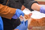 Petugas memeriksa seekor kucing yang akan di sterilisasi di Kantor Kelurahan Kebonlega, Bandung, Jawa Barat, Selasa (6/5/2025). Pemerintah Kota Bandung melalui Dinas Ketahanan Pangan dan Pertanian (DKPP) menggelar sterilisasi bagi kucing peliharaan dan kucing liar dengan kuota 60 kucing sebagai upaya mengontrol populasi kucing liar di Kota Bandung. ANTARA FOTO/Raisan Al Farisi/agr