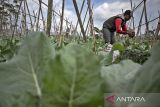 Petani menaburkan pupuk kandang ke lahan yang ditanami kembang kol di Lembang, Kabupaten Bandung Barat, Jawa Barat, Senin (5/5/2025). Badan Pusat Statistik (BPS) mencatat struktur Produk Domestik Bruto (PDB) Indonesia menurut lapangan usaha atas dasar harga berlaku pada triwulan I 2025 didominasi oleh peranan lima lapangan usaha yang tiga di antaranya adalah pertanian, kehutanan dan perikanan sebesar 12,66 persen. ANTARA FOTO/Abdan Syakura/agr