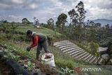 Petani menaburkan pupuk kandang ke lahan yang ditanami kembang kol di Lembang, Kabupaten Bandung Barat, Jawa Barat, Senin (5/5/2025). Badan Pusat Statistik (BPS) mencatat struktur Produk Domestik Bruto (PDB) Indonesia menurut lapangan usaha atas dasar harga berlaku pada triwulan I 2025 didominasi oleh peranan lima lapangan usaha yang tiga di antaranya adalah pertanian, kehutanan dan perikanan sebesar 12,66 persen. ANTARA FOTO/Abdan Syakura/agr