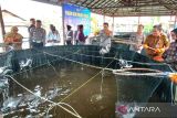 Polres Kotim panen perdana 200 kilogram patin dukung MBG