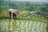 Petani menanam padi di terasering lahan pertanian padi Desa Kalisemut, Kecamatan Padang, Lumajang, Jawa Timur, Rabu (7/5/2025). Pemerintah mengalokasikan anggaran ketahanan pangan lebih dari Rp155 triliun pada 2025 untuk mendorong produktivitas pertanian dan perikanan juga memastikan ketersediaan pangan bagi masyarakat serta meningkatkan nilai tukar petani dan nelayan. Antara Jatim/Irfan Sumanjaya/um