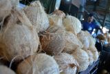Harga kelapa melambung di Padang