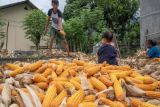 Pemprov Sulteng catat produksi jagung Januari hingga Mei 146.138 ton