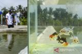 Pekerja memberi pakan ikan mas koki (Carassius auratus) di Desa Kertasana, Pandeglang, Banten, Kamis (8/5/2025). Budi daya ikan mas koki yang dikelola oleh BUMDes dengan memanfaatkan masyarakat setempat dalam mengembangbiakan ikan tersebut mampu menembus pasar ekspor ke Jepang, Amerika, Inggris, dan Belanda dengan dengan jumlah permintaan sekali kirim mencapai 5.000 ekor yang dijual dari Rp500 ribu hingga Rp1 juta per ekornya. ANTARA FOTO/Muhammad Bagus Khoirunas/gp