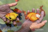 Pekerja menunjukkan ikan mas koki (Carassius auratus) yang di budi dayakan di Desa Kertasana, Pandeglang, Banten, Kamis (8/5/2025). Budi daya ikan mas koki yang dikelola oleh BUMDes dengan memanfaatkan masyarakat setempat dalam mengembangbiakan ikan tersebut mampu menembus pasar ekspor ke Jepang, Amerika, Inggris, dan Belanda dengan dengan jumlah permintaan sekali kirim mencapai 5.000 ekor yang dijual dari Rp500 ribu hingga Rp1 juta per ekornya. ANTARA FOTO/Muhammad Bagus Khoirunas/gp