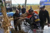 Prajurit TNI AL menggiling kacang kedelai jenis Migo AL. 1-89 saat panen di Desa Rancasanggal, Cinangka, Kabupaten Serang, Banten, Kamis (8/5/2025). Panen di lahan seluas 1,5 hektare dan menghasilkan sekitar 4,4 ton kacang kedelai jenis Migo AL. 1-89 tersebut merupakan proyek percontohan dalam mendukung program ketahanan pangan nasional. ANTARA FOTO/Angga Budhiyanto/gp