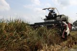 Pekerja memanen padi dengan mesin pertanian di salah satu kawasan lumbung pangan nasional di Ngawi, Jawa Timur, Kamis (8/5/2025). Badan Pusat Statistik (BPS) mencatat luas panen padi di Provinsi Jawa Timur pada periode Januari-April tahun 2025 mencapai 838.473 hektar atau meningkat sebesar 20,17 persen jika dibandingkan periode yang sama tahun 2024 lalu yang hanya seluas 697.727 hektar. ANTARA Jatim/Ari Bowo Sucipto/mas.