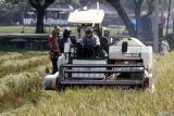 Pekerja memanen padi dengan mesin pertanian di salah satu kawasan lumbung pangan nasional di Ngawi, Jawa Timur, Kamis (8/5/2025). Badan Pusat Statistik (BPS) mencatat luas panen padi di Provinsi Jawa Timur pada periode Januari-April tahun 2025 mencapai 838.473 hektar atau meningkat sebesar 20,17 persen jika dibandingkan periode yang sama tahun 2024 lalu yang hanya seluas 697.727 hektar. ANTARA Jatim/Ari Bowo Sucipto/mas.