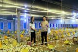 Polisi Pemalang beternak ayam untuk kegiatan sosial
