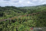 Foto udara jembatan rel kereta api Cikacepit di Desa Pamotan, Kabupaten Pangandaran, Jawa Barat, Rabu (7/5/2025). Jembatan kereta api terpanjang di Indonesia dengan bentangan 310 meter yang dibangun pada zaman Pemerintahan Belanda tahun 1913-1916 itu, pernah menjadi lintasan kereta api jurusan Banjar-Cijulang dan rencananya Pemerintah Provinsi Jawa Barat akan reaktivasi jalur kereta api di Jawa Barat senilai Rp15 triliun. ANTARA FOTO/Adeng Bustomi/agr