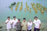 Gubernur Lampung sebut penanaman mangrove perkuat ketahanan wilayah pesisir