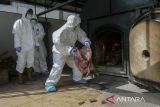 Petugas memasukkan daging babi hutan selundupan ke dalam incinerator untuk dimusnahkan di Instalasi Karantina Hewan Satuan Pelayanan Merak, Kota Cilegon, Banten, Jumat (9/5/2025). Balai Karantina Hewan, Ikan, dan Tumbuhan (BKHIT) Banten memusnahkan sebanyak 2,9 ton daging babi hutan (celeng) tanpa dokumen kesehatan asal Seputih Raman, Lampung Tengah yang rencananya akan dikirim ke Palangka Raya, Kalimantan Tengah karena tidak layak konsumsi dan dapat membahayakan kesehatan masyarakat. ANTARA FOTO/Angga Budhiyanto/gp