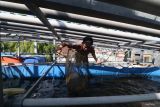 Seorang siswa membersihkan kolam ikan lele yang dibudidayakan menggunakan sistem akuaponik di SMK Pawyata Daha 2, Kota Kediri, Jawa Timur, Jumat (9/5/2025). Pelatihan akuaponik atau sistem pertanian yang menggabungkan budidaya tanaman dengan budidaya ikan tersebut merupakan praktik program kewirausahan sebagai upaya mendukung ketahanan pangan. ANTARA Jatim/Prasetia Fauzani/mas.