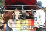 Peternak memotret sapi miliknya melalui gawai untuk kemudian diunggah di media sosial di pasar hewan di Ngawi, Jawa Timur, Jumat (9/5/2025). Pemerintah  akan mengimpor 200 ribu sapi untuk menambah jumlah populasi sapi di provinsi Jawa Timur menjadi 3.3 juta ekor di tahun 2025 sekaligus mengejar target nasional lima juta ekor sapi di tahun 2030 mendatang. ANTARA Jatim/Ari Bowo Sucipto/mas.