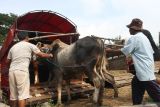 Peternak menggiring sapi miliknya untuk naik ke atas truk di pasar hewan di Ngawi, Jawa Timur, Jumat (9/5/2025). Pemerintah  akan mengimpor 200 ribu sapi untuk menambah jumlah populasi sapi di provinsi Jawa Timur menjadi 3.3 juta ekor di tahun 2025 sekaligus mengejar target nasional lima juta ekor sapi di tahun 2030 mendatang. ANTARA Jatim/Ari Bowo Sucipto/mas.