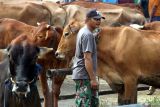 Peternak menunggui sapi miliknya yang dijual di pasar hewan di Ngawi, Jawa Timur, Jumat (9/5/2025). Pemerintah  akan mengimpor 200 ribu sapi untuk menambah jumlah populasi sapi di provinsi Jawa Timur menjadi 3.3 juta ekor di tahun 2025 sekaligus mengejar target nasional lima juta ekor sapi di tahun 2030 mendatang. ANTARA Jatim/Ari Bowo Sucipto/mas.