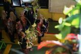 Keluarga karyawan PG Modjopanggung mengarak sepasang boneka pengantin dalam ritual manten tebu di PG Modjopanggung, Tulungagung, Jawa Timur, Jumat (9/5/2025). Tradisi manten tebu merupakan ritual adat budaya yang ada sejak era kolonial Belanda dan sampai kini terus dilestarikan untuk menandai dimulainya musim giling tebu sekaligus sebagai simbol sinergi antara pabrik gula dengan petani tebu. ANTARA Jatim/Destyan Sujarwoko/mas.