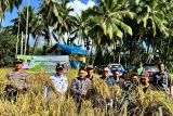 Pemkab Solok panen perdana 
