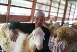 Ali Akbar sukses jadi peternak domba Dompet Dhuafa