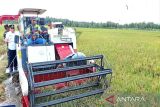 Kotim berharap bisa kembali swasembada pangan