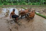 Petani membajak dengan bantuan dua ekor sapi di lokasi sawah yang banyak batunya di Kampung Anyar, Banyuwangi, Jawa Timur, Sabtu (10/5/2025). Pemanfaatan hewan ternak saat awal musim tanam tersebut menjadi pilihan ramah lingkungan yang masih di pertahanan oleh sebagian petani tradisional, sekaligus menjaga kearifan lokal dalam mengolah lahan pertanian. ANTARA Jatim/Budi Candra Setya/mas.