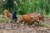 Petani membajak dengan bantuan dua ekor sapi di lokasi sawah yang banyak batunya di Kampung Anyar, Banyuwangi, Jawa Timur, Sabtu (10/5/2025). Pemanfaatan hewan ternak saat awal musim tanam tersebut menjadi pilihan ramah lingkungan yang masih di pertahanan oleh sebagian petani tradisional, sekaligus menjaga kearifan lokal dalam mengolah lahan pertanian. ANTARA Jatim/Budi Candra Setya/mas.