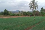 Aset tanah dominasi BMN di Sulsel