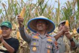 Polres  Pemalang panen jagung hibrida di lahan Perkebunan Technopark