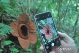 Petugas konservasi mengukur diameter bunga Rafflesia Kemumu yang mekar di Kawasan Objek Wisata Air Terjun Palak Siring, Kabupaten Bengkulu Utara, Bengkulu, Sabtu (10/5/2025). Rafflesia kemumu adalah spesies baru dari keluarga Rafflesiaciae yang baru ditemukan pada 2017 oleh Guru Besar Jurusan Kehutanan Fakultas Pertanian Universitas Bengkulu (UNIB) Prof Agus Susatya. ANTARA FOTO/Muhammad Izfaldi