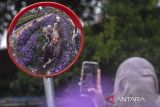 Wisatawan berfoto di area kebun bunga di Bukit Strawberry Lembang, Kabupaten Bandung Barat, Jawa Barat, Sabtu (10/5/2025). Menurut pengelola, pada momen libur panjang akhir pekan serta menjelang Hari Raya Waisak 2025 kunjungan wisatawan di objek wisata tersebut meningkat hingga 100 persen atau 3.000-4.000 pengunjung per hari dibandingkan dengan hari libur periode yang sama pada tahun lalu. ANTARA FOTO/Abdan Syakura/agr
