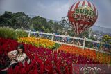 Wisatawan berfoto di area kebun bunga di Bukit Strawberry Lembang, Kabupaten Bandung Barat, Jawa Barat, Sabtu (10/5/2025). Menurut pengelola, pada momen libur panjang akhir pekan serta menjelang Hari Raya Waisak 2025 kunjungan wisatawan di objek wisata tersebut meningkat hingga 100 persen atau 3.000-4.000 pengunjung per hari dibandingkan dengan hari libur periode yang sama pada tahun lalu. ANTARA FOTO/Abdan Syakura/agr
