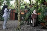 Wisatawan melakukan swafoto saat berkunjung di desa wisata Brubuh, Ngawi, Jawa Timur, Minggu (11/5/2025) . Desa wisata tersebut dikelola Badan Usaha Milik Desa (BumDes) setempat dengan mengusung konsep wisata alam serta melengkapinya dengan berbagai fasilitas antara lain spot foto, kafe, area bermain anak maupun perpustakaan sehingga dalam kurun waktu lima tahun mampu menghasilkan omzet sekitar Rp180 juta pertahun dengan jumlah kunjungan wisatawan per hari berkisar 300-600 orang. ANTARA Jatim/Ari Bowo Sucipto/mas.