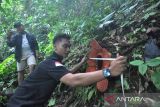 Petugas konservasi mengukur diameter bunga Rafflesia Kemumu yang mekar di Kawasan Objek Wisata Air Terjun Palak Siring, Kabupaten Bengkulu Utara, Bengkulu, Sabtu (10/5/2025). Rafflesia kemumu adalah spesies baru dari keluarga Rafflesiaciae yang baru ditemukan pada 2017 oleh Guru Besar Jurusan Kehutanan Fakultas Pertanian Universitas Bengkulu (UNIB) Prof Agus Susatya. ANTARA FOTO/Muhammad Izfaldi