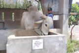 Sapi warga Kediri dibeli Presiden untuk Idul Adha