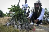 Peserta menyiapkan bibit mangrove untuk ditanam di Ketapang Urban Aquaculture, Kabupaten Tangerang, Banten, Senin (12/5/2025). Penanaman sebanyak 2.000 bibit pohon mangrove tersebut untuk menjaga kelestarian lingkungan kawasan pesisir dari dampak abrasi air laut. ANTARA FOTO/Putra M. Akbar/gp