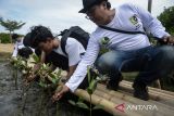 Peserta menyiapkan bibit mangrove untuk ditanam di Ketapang Urban Aquaculture, Kabupaten Tangerang, Banten, Senin (12/5/2025). Penanaman sebanyak 2.000 bibit pohon mangrove tersebut untuk menjaga kelestarian lingkungan kawasan pesisir dari dampak abrasi air laut. ANTARA FOTO/Putra M. Akbar/gp