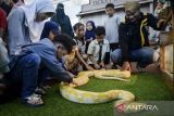 Pengunjung melihat ular sanca yang dipamerkan pada Animal Wonders di Mal Ciputra Tangerang, Cikupa, Kabupaten Tangerang, Banten, Selasa (13/5/2025). Pameran yang menghadirkan pertunjukan satwa eksotis, wahana edukatif dan pengalaman berinteraksi langsung dengan hewan tersebut berlangsung hingga 25 Mei 2025. ANTARA FOTO/Putra M. Akbar/gp