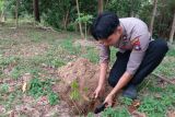 Polres Lingga lestarikan lingkungan dengan tanam 250 pohon Jengkol