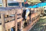 Disnakeswan Lampung Selatan minta warga agar teliti saat beli hewan kurban