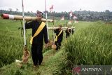 Warga menampilkan kesenian rengkong yang membawa gabah di tengah pematang sawah saat pelaksanaan Tradisi Budaya Adat Ngalaksa di Desa Wisata Rancakalong, Sumedang, Jawa Barat, Selasa (13/5/2025). Tradisi dan upacara adat Ngalaksa yang telah diakui sebagai warisan budaya tak benda oleh Kementerian Kebudayaan tersebut merupakan ritual budaya sunda khas Sumedang yang dilakukan sebagai bentuk rasa syukur untuk menyambut musim panen padi yang melimpah. ANTARA FOTO/Novrian Arbi/agr