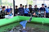 TNI AU di Natuna budidaya ikan, penuhi kebutuhan protein para prajurit