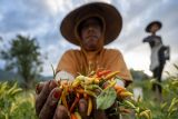 TPH Sulteng mencatat produksi cabai rawit per Mei capai 5.326 ton