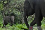 Sebanyak 10 gajah jinak terdiri dari tiga jantan serta tujuh betina dibina dikawasan pusat pelatihan gajah tersebut. ANTARA FOTO/Muhammad Izfaldi