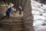 Pekerja memanggul karung beras hasil serapan di Gudang tambahan milik Bulog Cabang Indramayu, Jawa Barat, Rabu (14/5/2025). Perum Bulog Wilayah Jawa Barat hingga 11 Mei 2025 berhasil menyerap 352.680 ton setara beras dari petani lokal dan telah mencapai 63,88 persen dari total penyerapan yang ditargetkan sebesar 552.099 ton ANTARA FOTO/Dedhez Anggara/agr
