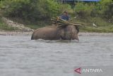 Mahout (pawang) memandikan gajah Sumatra (Elephas maximus sumatranus) di sungai di Pusat Konservasi Gajah (PKG) Seblat di Kabupaten Bengkulu Utara, Bengkulu, Senin (12/5/2025). Sebanyak 10 gajah jinak terdiri dari tiga jantan serta tujuh betina dibina dikawasan pusat pelatihan gajah tersebut. ANTARA FOTO/Muhammad Izfaldi