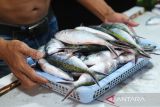 Seorang pedagang mengangkat keranjang berisi ikan laut dagangannya di Pasar Flamboyan, Pontianak, Kalimantan Barat, Selasa (13/5/2025). Menurut pedagang ikan di pasar tersebut harga ikan laut naik dari kisaran Rp20rb menjadi Rp25 per kg karena terbatasnya pasokan dari nelayan akibat cuaca buruk dalam sepekan terakhir. ANTARA FOTO/Jessica Wuysang