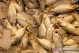 Tumpukan ikan kembung yang dijual di Pasar Flamboyan, Pontianak, Kalimantan Barat, Selasa (13/5/2025). Menurut pedagang ikan di pasar tersebut harga ikan laut naik dari kisaran Rp20rb menjadi Rp25 per kg karena terbatasnya pasokan dari nelayan akibat cuaca buruk dalam sepekan terakhir. ANTARA FOTO/Jessica Wuysang