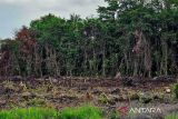 Pemkab Natuna matangkan lahan 1,9 hektare program penataan kawasan kumuh