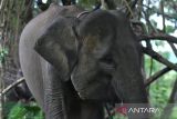 Sebanyak 10 gajah jinak terdiri dari tiga jantan serta tujuh betina dibina dikawasan pusat pelatihan gajah tersebut. ANTARA FOTO/Muhammad Izfaldi